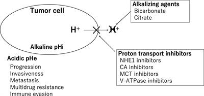 Clinical review of alkalization therapy in cancer treatment